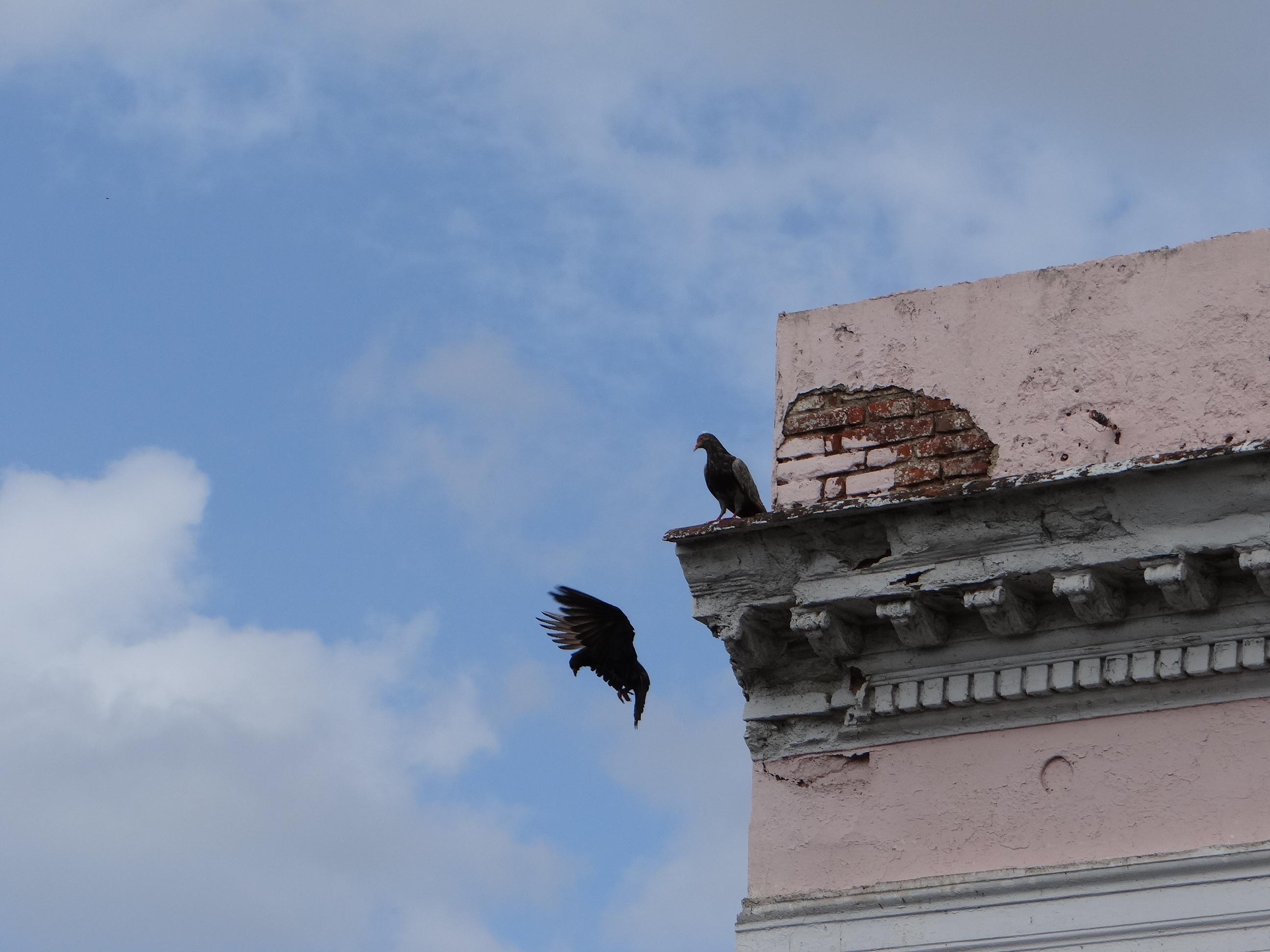 Edificio 1 - Detalle Ornamental - Ponce - 2013 00004